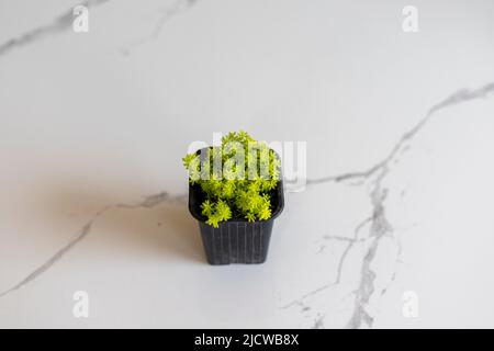 Sedum acre Aureum Golden Stonecrop Stock Photo