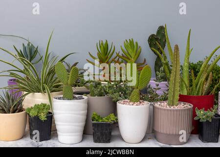 Succulent and cactus plants collection in different pots Stock Photo