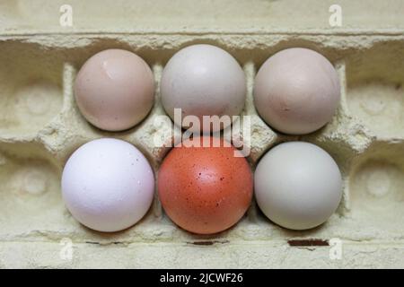 Araucana, brown and white eggs in package. Overhead shot Stock Photo