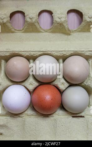 Araucana, brown and white eggs in package. Overhead shot Stock Photo