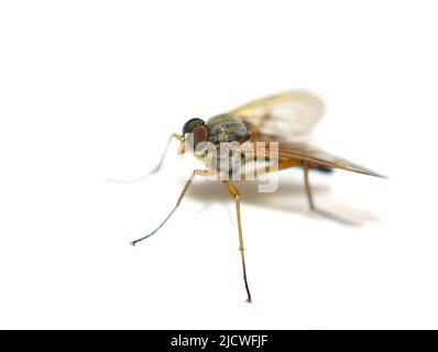 Rhagio tringarius Marsh snipe fly isolated on white background Stock Photo