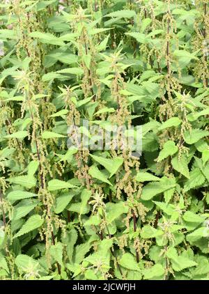 Closeup on field of stinging nettles  Urtica dioica in nature Stock Photo
