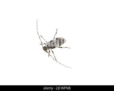 The gray and black longhorn beetle acanthocerus griseus isolated on white background