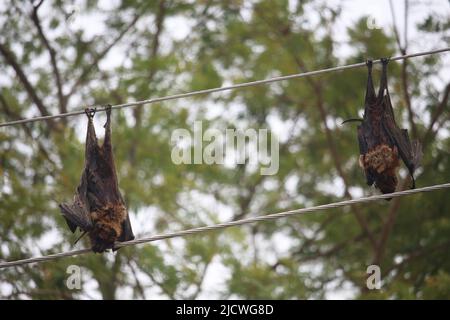 Two bats died in the electric shock. Stock Photo