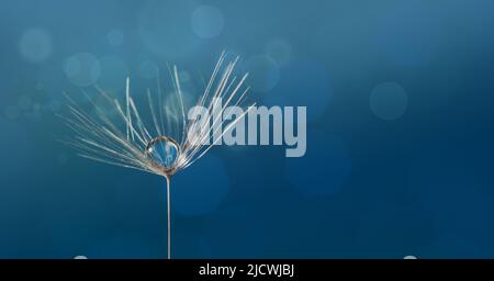 Dewdrop on a dandelion seed macro in nature. Stock Photo