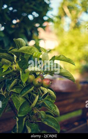 Small Apples on young Apple tree. High quality photo Stock Photo
