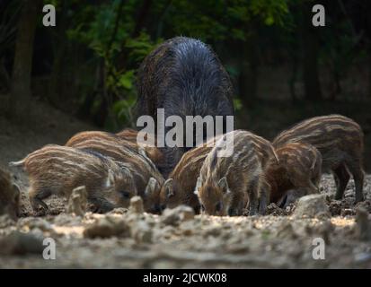 Deer Rooting Wild hog herd rooting for food in the forest Stock Photo - Alamy