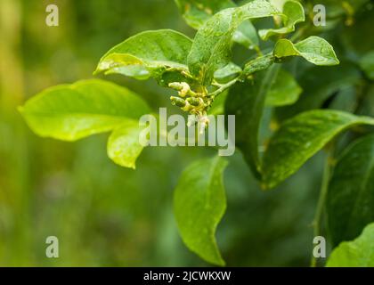 New growing tiny lemons growing on the tree. Selective focus, close up Stock Photo