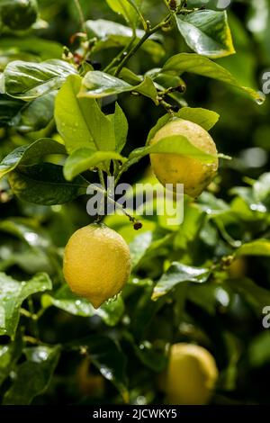 Ripe lemons hanging on a tree. Growing a lemon.  Mature lemons on tree.. Selective focus and close up. Stock Photo