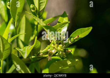 New growing tiny lemons growing on the tree. Selective focus, close up Stock Photo