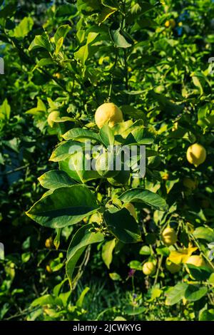 Ripe and green lemons hanging on a tree. Growing a lemon.  Mature lemons on tree.. Selective focus and close up. Stock Photo