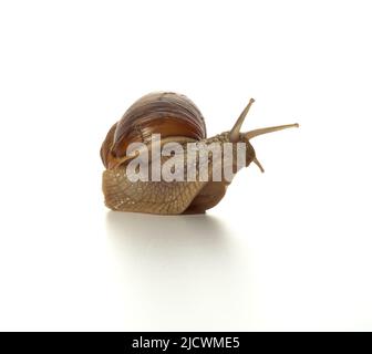 Helix pomatia.Grape snail isolated on white background. Macro shot. Stock Photo