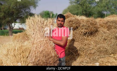 Indian farmer holding wheat crop bundle. Large pile of harvested wheat crop in a farmer's field in India. Grass is used for feeding animals or for foo Stock Photo