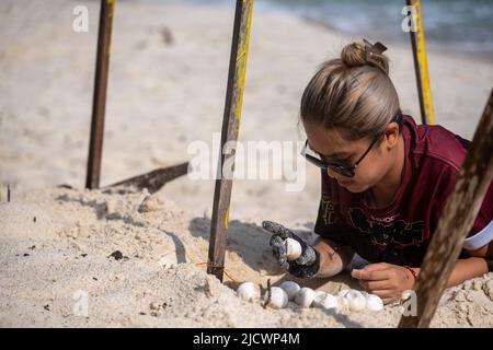 (220616) -- REDANG ISLAND, June 16, 2022 (Xinhua) -- A volunteer checks the sea turtle nest at the Chagar Hutang Turtle Sanctuary, at the northern part of Redang Island, Terengganu, Malaysia, on June 15, 2022. The Chagar Hutang Turtle Sanctuary is one of the main nesting sites for green and hawksbill turtles. The annual nesting period for green sea turtles usually falls around March to October, with a peak in May to July. In 2005, the Terengganu State government declared Chagar Hutang beach as a sea turtle sanctuary. Since then, Chagar Hutang has been restricted to the public, allowing onl Stock Photo