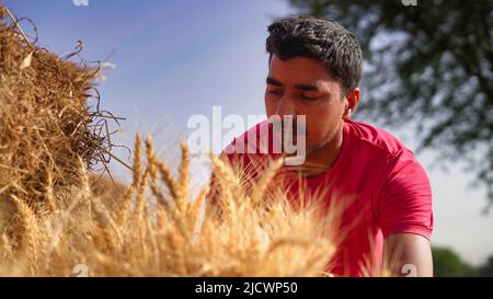 Indian farmer holding wheat crop bundle. Large pile of harvested wheat crop in a farmer's field in India. Grass is used for feeding animals or for foo Stock Photo