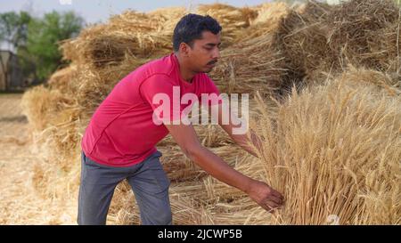 Indian farmer holding wheat crop bundle. Large pile of harvested wheat crop in a farmer's field in India. Grass is used for feeding animals or for foo Stock Photo