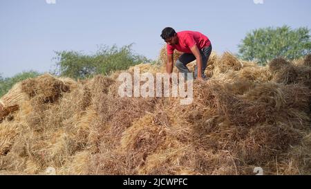 Indian farmer holding wheat crop bundle. Large pile of harvested wheat crop in a farmer's field in India. Grass is used for feeding animals or for foo Stock Photo