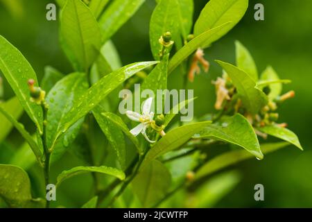 New growing tiny lemons growing on the tree. Selective focus, close up Stock Photo