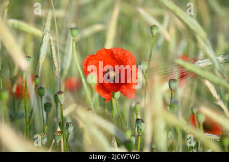 16 June 2022, Brandenburg, Werder (Havel): Red corn poppy growing in a corn field near the village of Plötzin. Photo: Soeren Stache/dpa Stock Photo