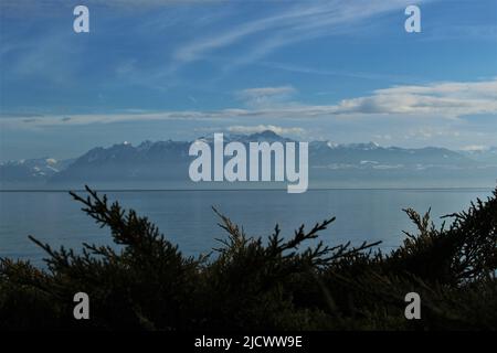 View through coniferous foliage across Lake Geneva towards the French alps (Morges, Switzerland) Stock Photo