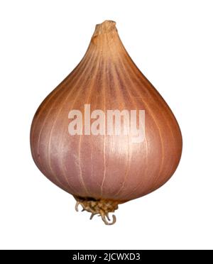 onion isolated on white background Stock Photo