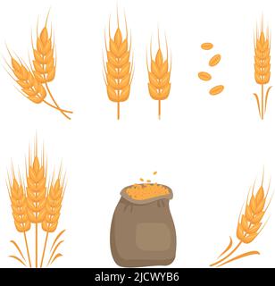 Set of golden ear of wheat, grains for making flour, baking bread and other food products and bag of seeds. Vector flat illustration Stock Vector