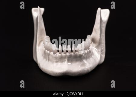 Lower human jaw with teeth anatomy model isolated on black background. Healthy teeth, dental care and orthodontic medical healthcare concept. Stock Photo