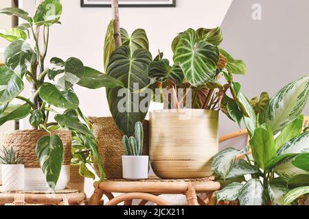 Urban jungle with different tropical houseplants in flower pots on wooden tables Stock Photo