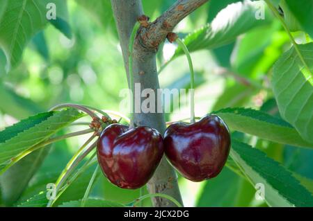 Organic and sweet red Napoleon cherries with leaves on branch and ready to harvest in Manisa, Turkey. Selective focus. Stock Photo