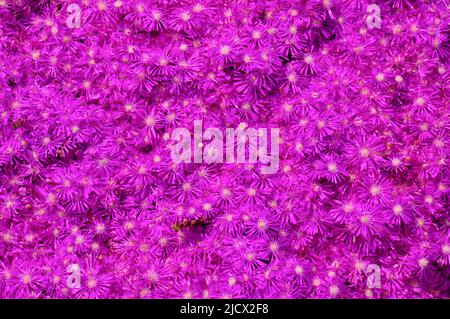 Delosperma cooperi or Lampranthus spectabilis or trailing ice plant or pink carpet or ground cover succulent plant flowers beautiful blooming. Stock Photo