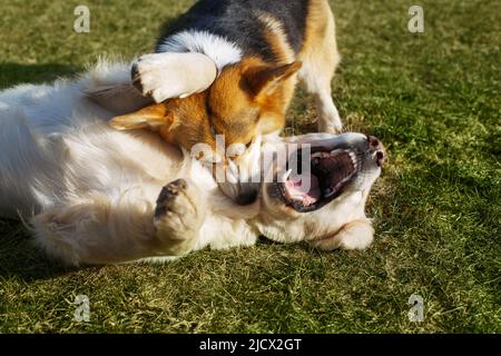 Welsh Corgi Pembroke and Golden Retriever playing in the garden on green grass. Dods have fun Stock Photo