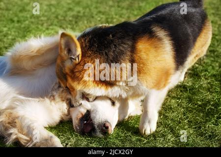 Welsh Corgi Pembroke and Golden Retriever playing in the garden on green grass. Dods have fun Stock Photo