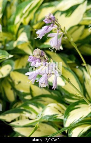 Hosta Moonstruck, Flowering, Hostas, Plantain Lily, Blue, Flower, Garden, Flowers Stock Photo