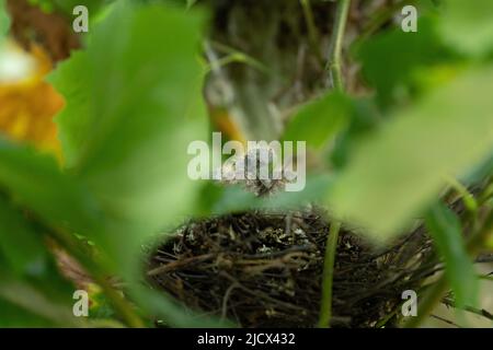 Two  young pigeons doves fledglings or chicks in a nest in a tree Stock Photo