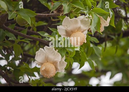 A single flower of the Baobab (Adansonia digitata) Stock Photo