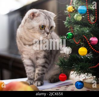 Cat sits under the Christmas tree with books and glasses Stock Photo
