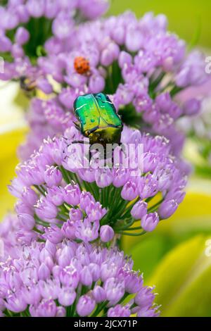 Green rose chafer, Beetle, On, Flower, Cetonia aurata, Feeding, In, Bloom, Chives, Pink Chives Garden Stock Photo