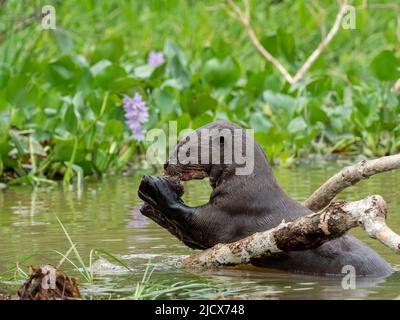 Adult giant river otter (Pteronura brasiliensis), eating a fish on the Rio Tres Irmao, Mato Grosso, Pantanal, Brazil, South America Stock Photo