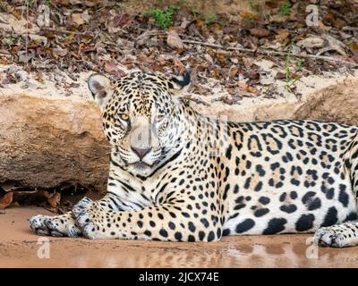 Adult female jaguar (Panthera onca), on the riverbank of Rio Tres Irmao, Mato Grosso, Pantanal, Brazil, South America Stock Photo