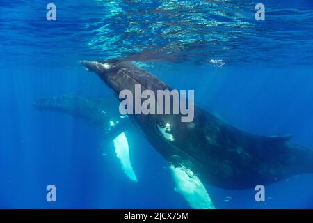 A pair of humpback whales (Megaptera novaeangliae), underwater on the Silver Bank, Dominican Republic, Greater Antilles, Caribbean, Central America