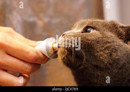 Cute scottish fold cat eating malt paste close up view Stock Photo