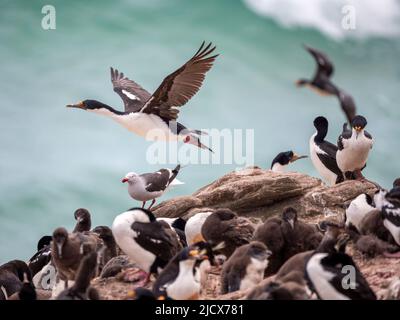 Adult imperial shag (Leucocarbo atriceps), in flight at a breeding colony on Saunders Island, Falklands, South America Stock Photo