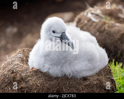 Black-browed albatross (Thalassarche melanophris), chick at breeding colony on Saunders Island, Falklands, South America Stock Photo