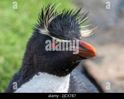 Adult southern rockhopper penguins (Eudyptes chrysocome), head detail on Saunders Island, Falklands, South America Stock Photo
