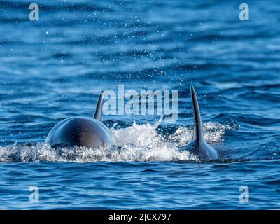 Adult false killer whales (Pseudorca crassidens), surfacing on Ningaloo Reef, Western Australia, Australia, Pacific Stock Photo