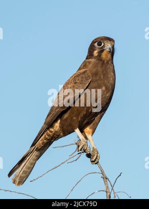 Adult brown falcon (Falco berigora), on perch in Cape Range National Park, Western Australia, Australia, Pacific Stock Photo