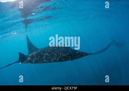 Adult reef manta ray (Mobula alfredi), underwater in Ningaloo Reef, Western Australia, Australia, Pacific Stock Photo