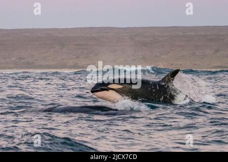 A pod of killer whales (Orcinus orca), attacking a humpback whale on Ningaloo Reef, Western Australia, Australia, Pacific Stock Photo