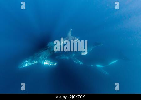 Humpback whales (Megaptera novaeangliae), swimming underwater on Ningaloo Reef, Western Australia, Australia, Pacific Stock Photo