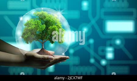 Human hand holding growing tree with wireframe globe. Network connection and Circuit Converging point background. Green IT, Nature Technology interact Stock Photo